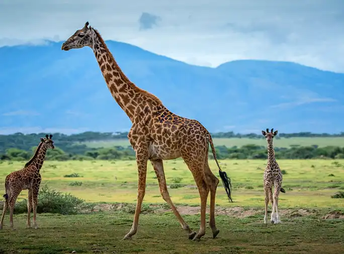 Home Explore Green Africa Safaris