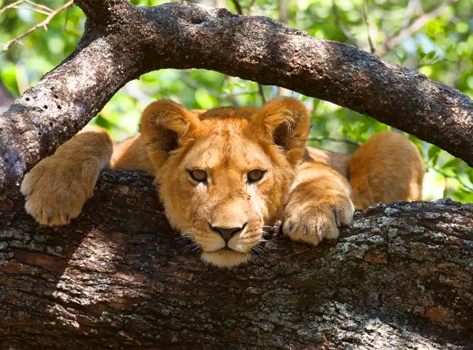 Home Explore Green Africa Safaris