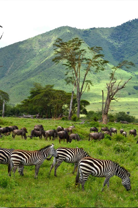 5-DAY SERENGETI AND WILDEBEEST MIGRATION SAFARI Explore Green Africa Safaris