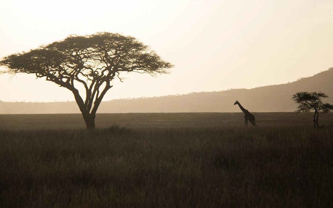 Wildlife Photography: How to Capture the Perfect Shot in September