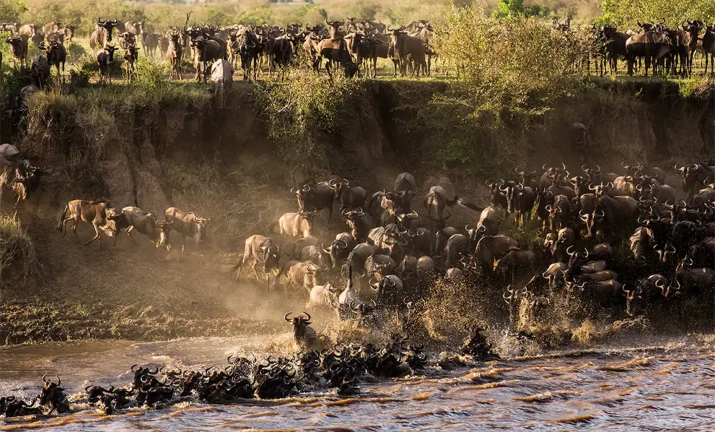 Serengeti Great Wildebeest Migration