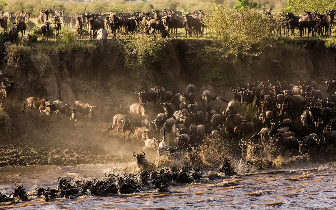 6-DAYS EXPLORE TANZANIA MOST ICONIC NATIONAL PARKS -THE AFRICAN BEAUTIFUL COUNTRY TO VISIT