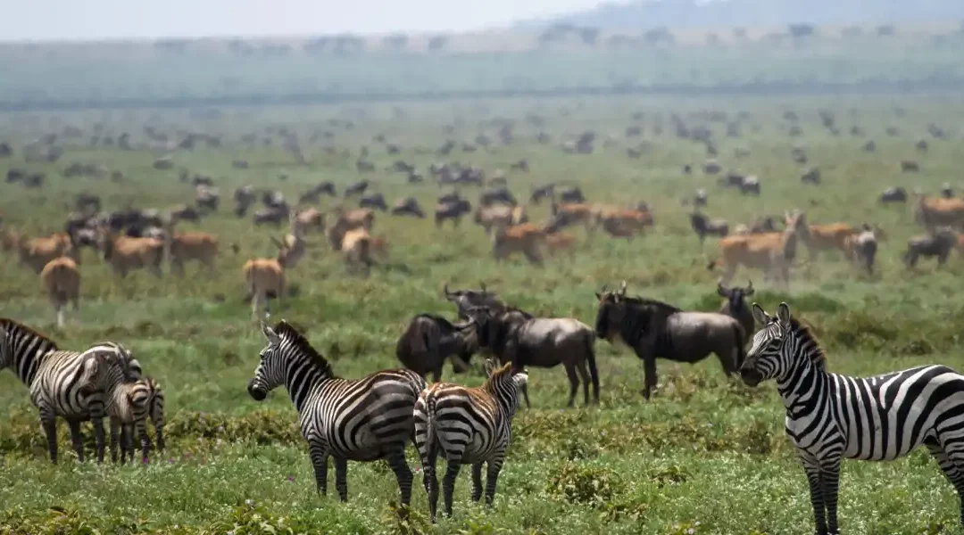 MIDRANGE ADVENTURE IN SERENGETI, NGORONGORO CRATER, TARANGIRE NATIONAL PARK AND WATER FALLS