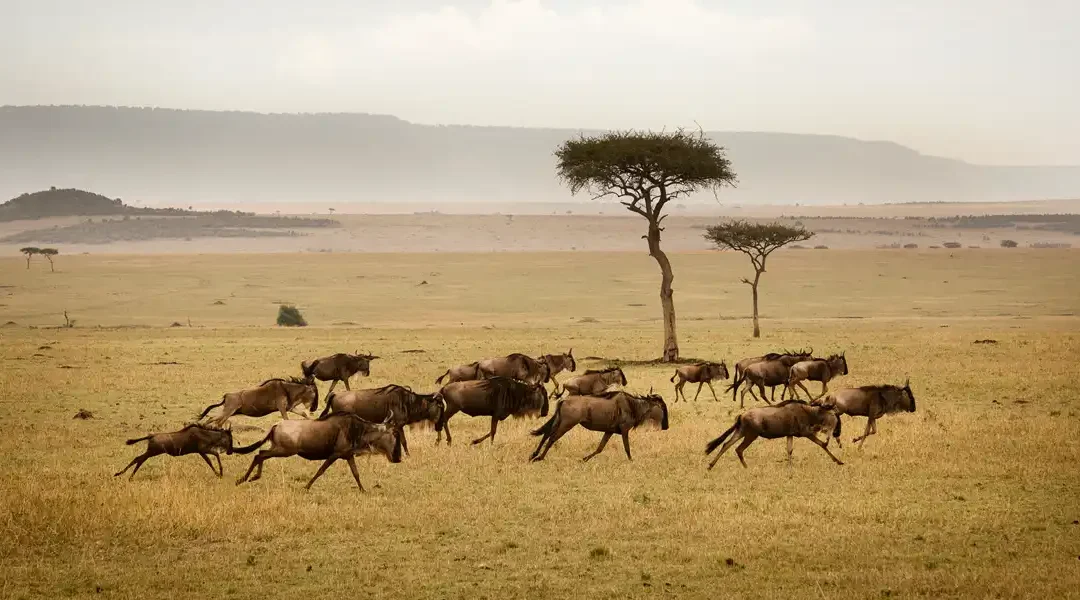 4-DAYS ADVENTURE AT TARANGIRE, SERENGETI AND NGORONGORO CRATER