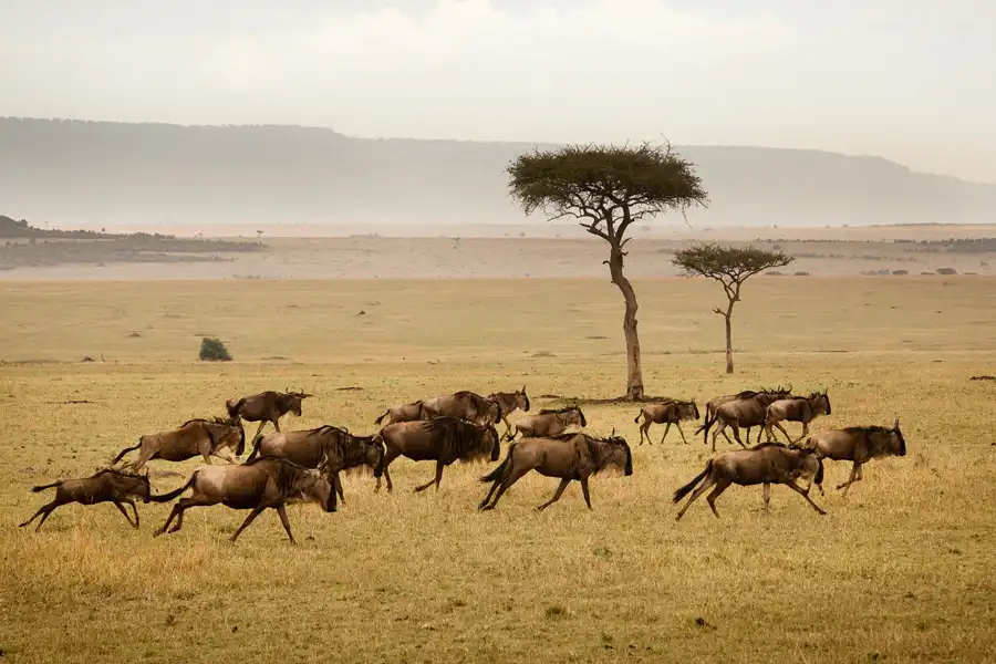 Why September is the Best Time to Visit the Serengeti